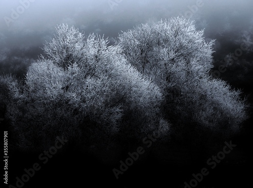 trees in frozen 