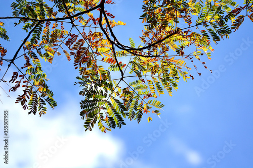 autumn leaves in the sky