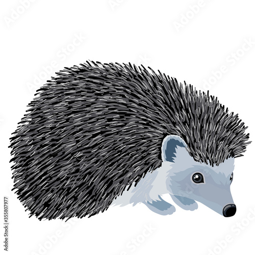 natural hedgehog from the forest, isolated object on a white background, vector illustration,