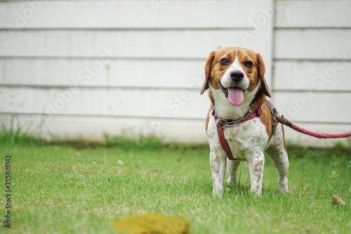 Fototapeta Naklejka Na Ścianę i Meble -  Beagle Dog wears dog harness.