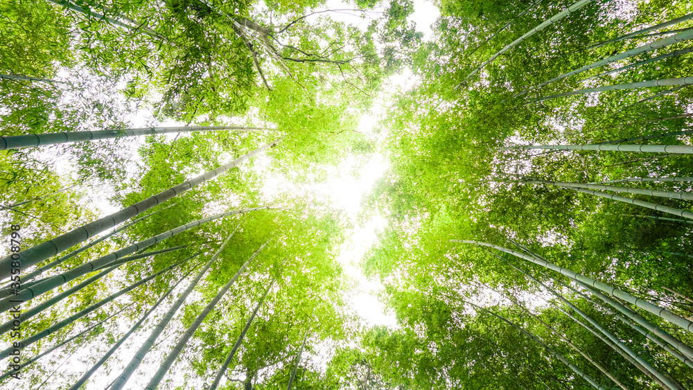 Bamboo forest in Arashiyama , Kyoto , Japan Bamboo forest in Arashiyama , Kyoto , Japan