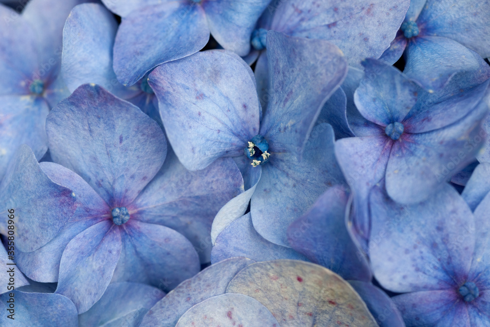 Fototapeta premium Hydrangea flower close up