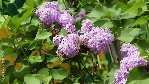 Purple lilac flowers on branches with green leaves are swaying in the wind.Bumblebee collects nectar. Beautiful spring natural background.