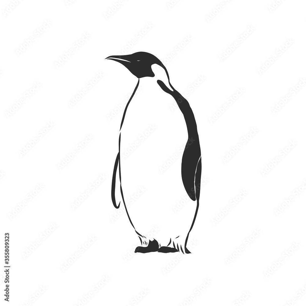 Obraz premium Hand drawing penguins. Vector illustration, penguin, vector sketch illustration