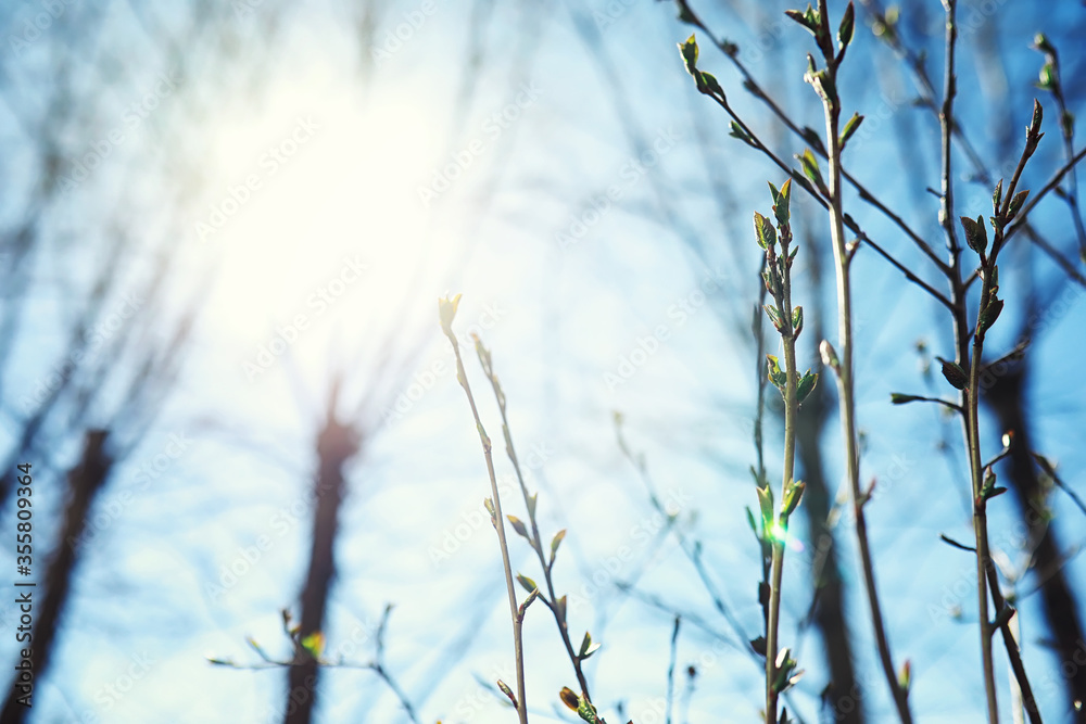 Bright spring greens at dawn in the forest. Nature comes to life in early spring.