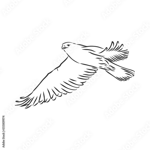 Black and white illustration. Sketch of bird for tattoo art. Detailed hand drawn eagle for tattoo on back. Falcon bird, vector sketch