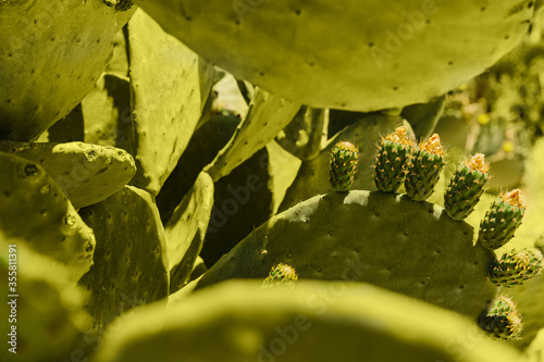 Detail of green opuntia cactus flowering on a sunny day. Cyprus. Wallpaper and background texture. High quality photo