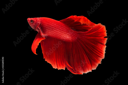 Red dragon siamese fighting fish, Betta fish (Half moon betta) isolated on black background.