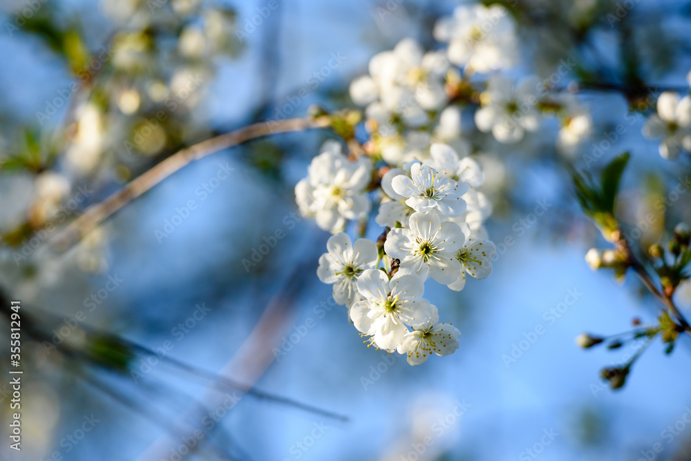 Beautiful cherry blossom on a background of blue sky. Beautiful cherry blossom on a background of blue sky.