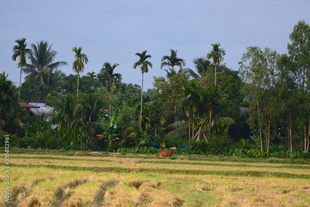 Fototapeta premium village