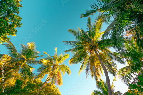 View from below: palm trees at sunset