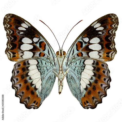 Common Commander Butterfly