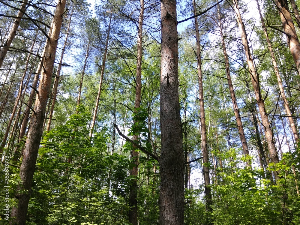 Spring pine forest in bright sunlight Spring pine forest in bright sunlight