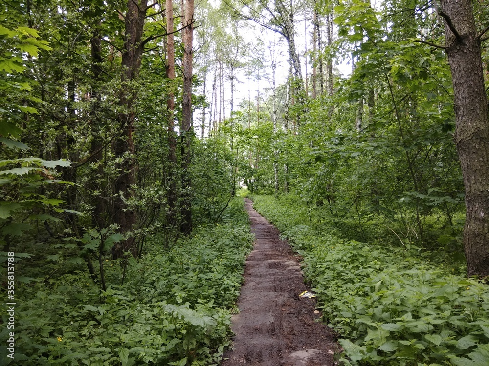 Obraz premium Forest path in the dense forest