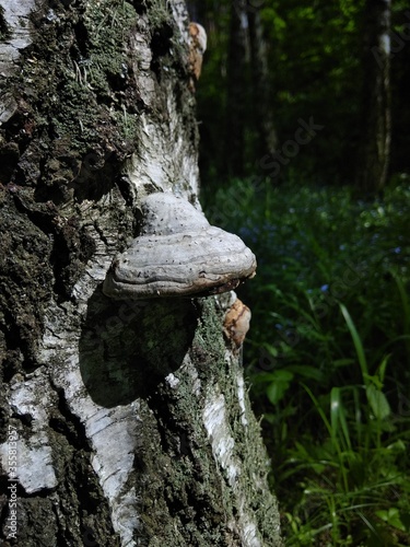 Forest mushroom growing on a tree