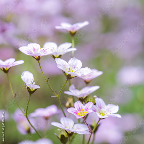 Delicate white pink flowers of Saxifrage moss in spring garden