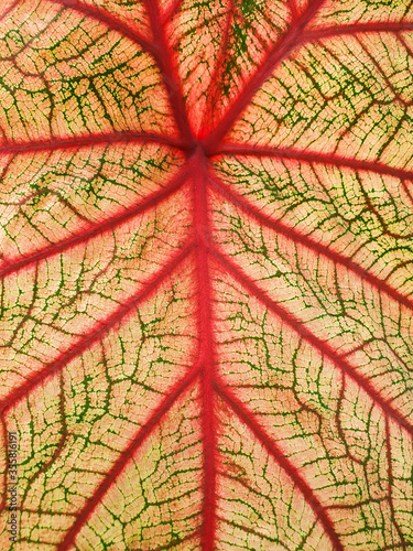 Close up of colorful leaf.