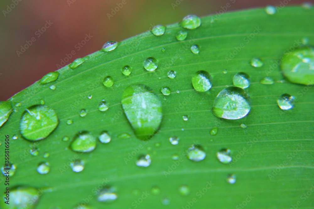 drops of dew on a green leaf of grass drops of dew on a green leaf of grass