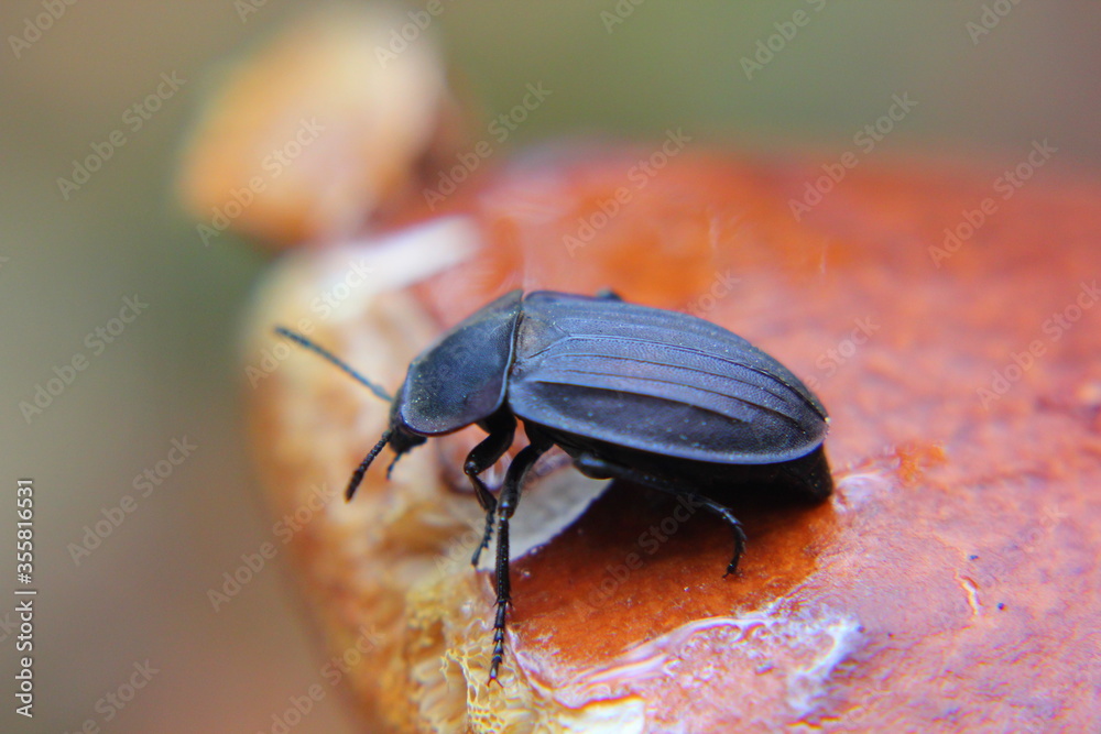 black large beetle on a mushroom hat close-up black large beetle on a mushroom hat close-up