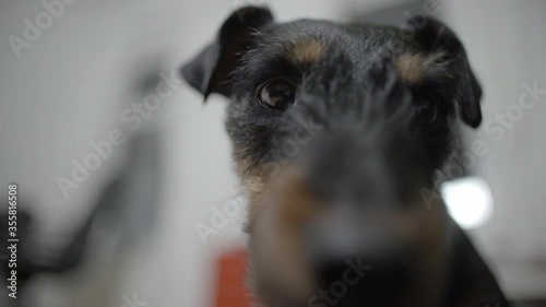 Closeup slow motion shot of dog at home - Erfurt, Germany photo