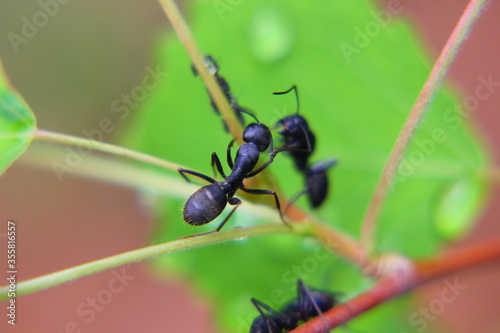 large black ants on a branch of a bush close-up © Sergey