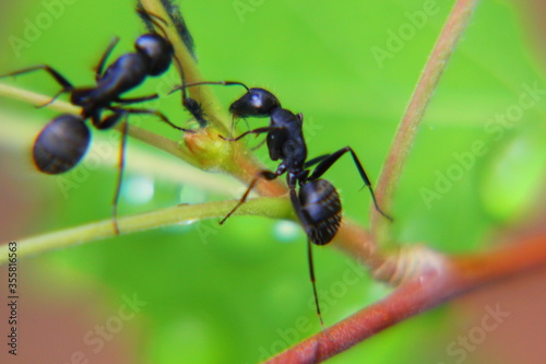 large black ants on a branch of a bush close-up