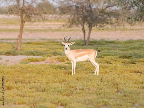 Single wild white Arabian Gazelle stood in a grassy patch in the desert of Dubai