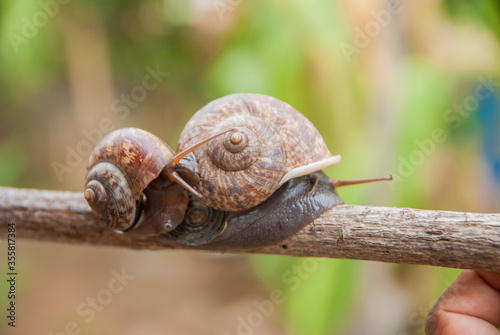 cyclophorid snails, cyclophorid snails from Thailand country