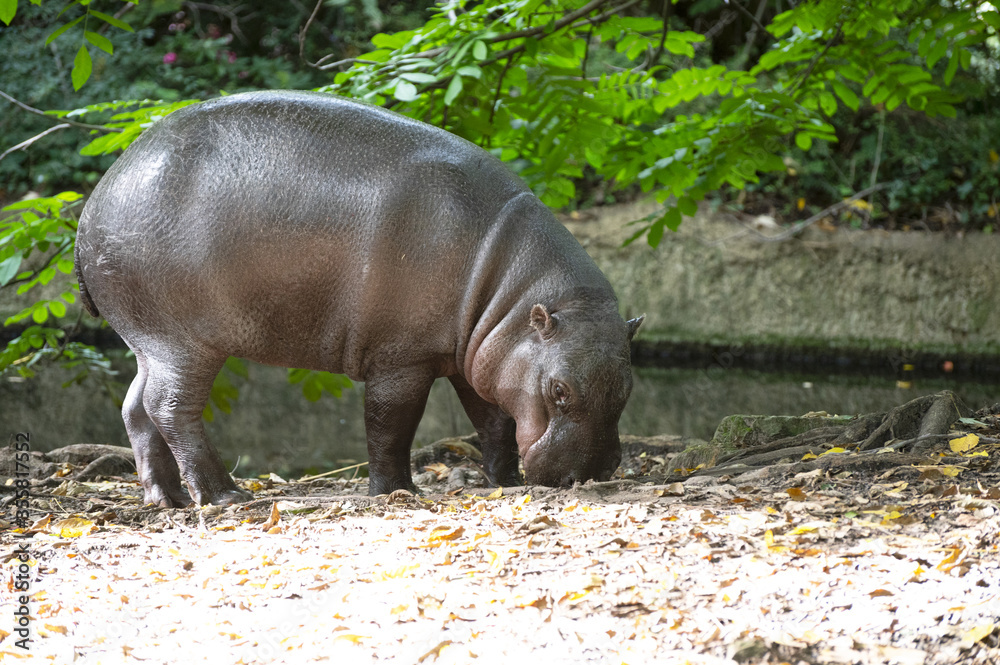a pigmy hippopotamus a pigmy hippopotamus