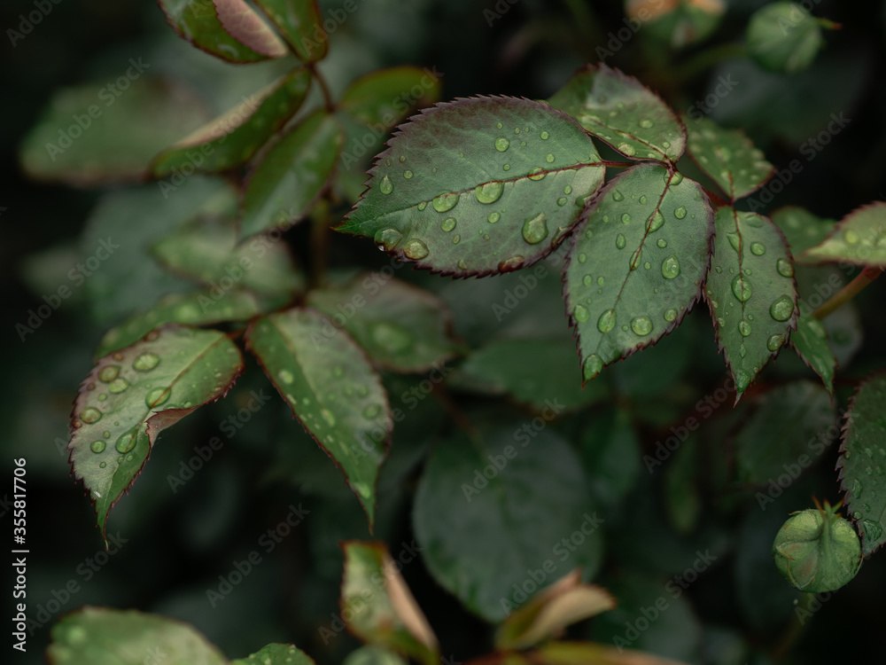 Fototapeta premium green leaves with water drops