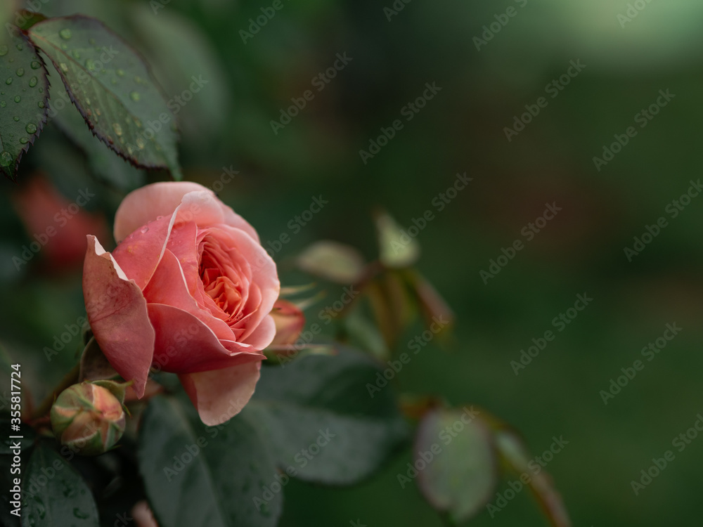 red rose in garden