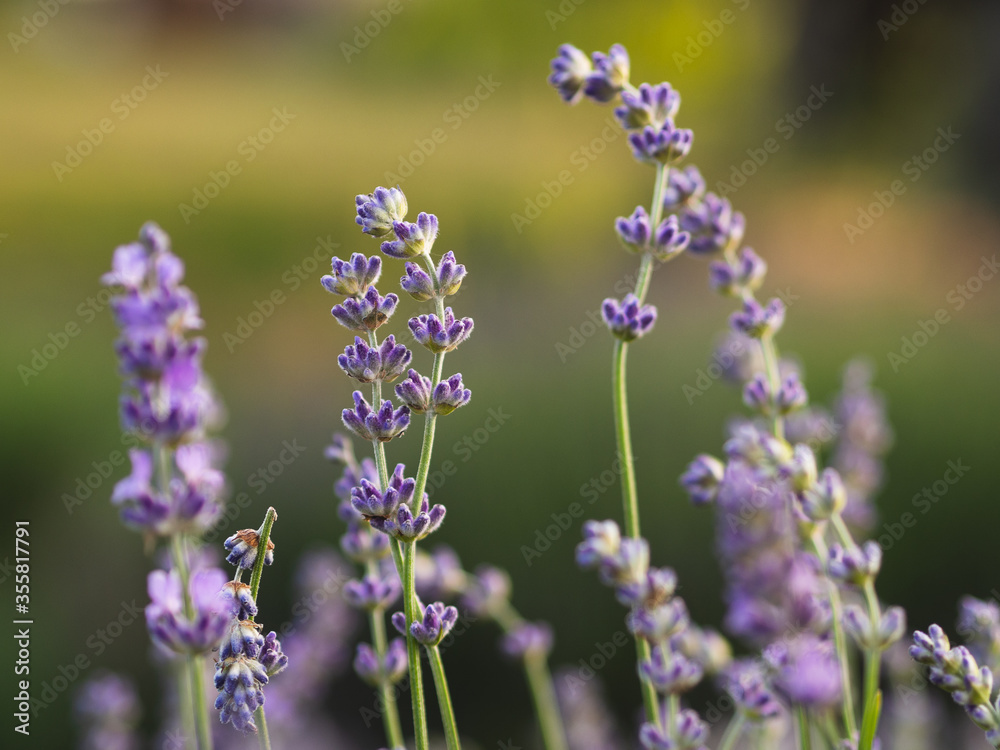 lavender field in provence lavender field in provence