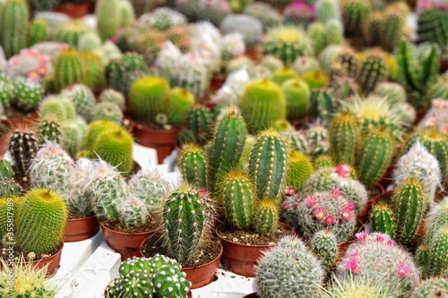 Miniature  small beautiful cactus flowers