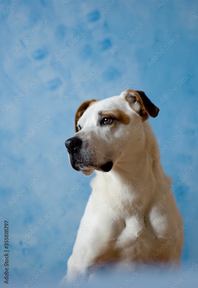 Cute beautiful dog american pitbull terrier portrait in blue atelier. Amazing dog face focused photo