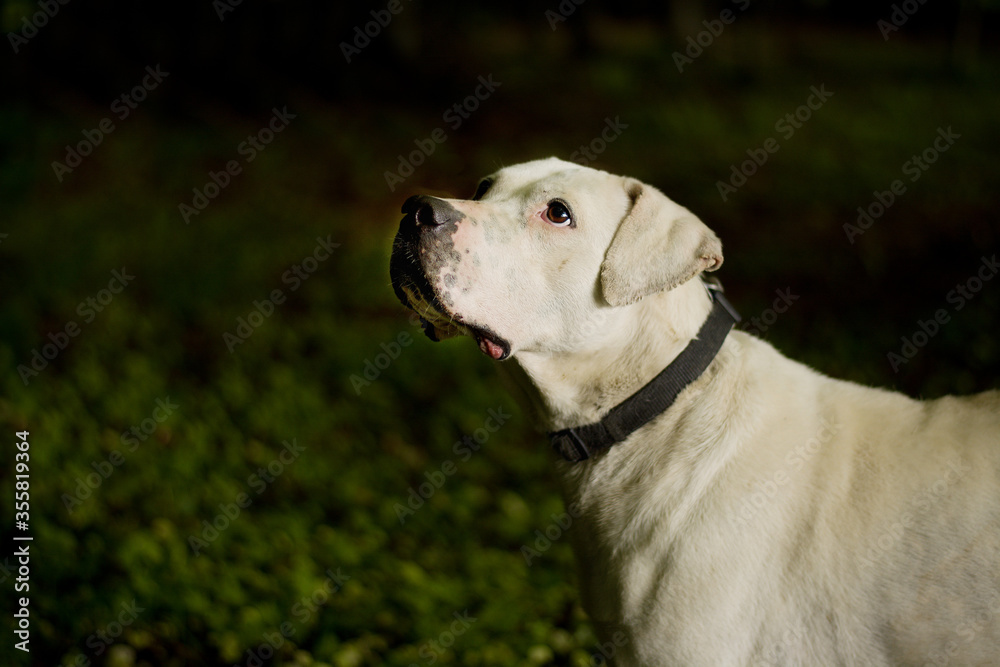 Deaf handicaped dogo argentino portrait in the forest. Dog posing in the nature.