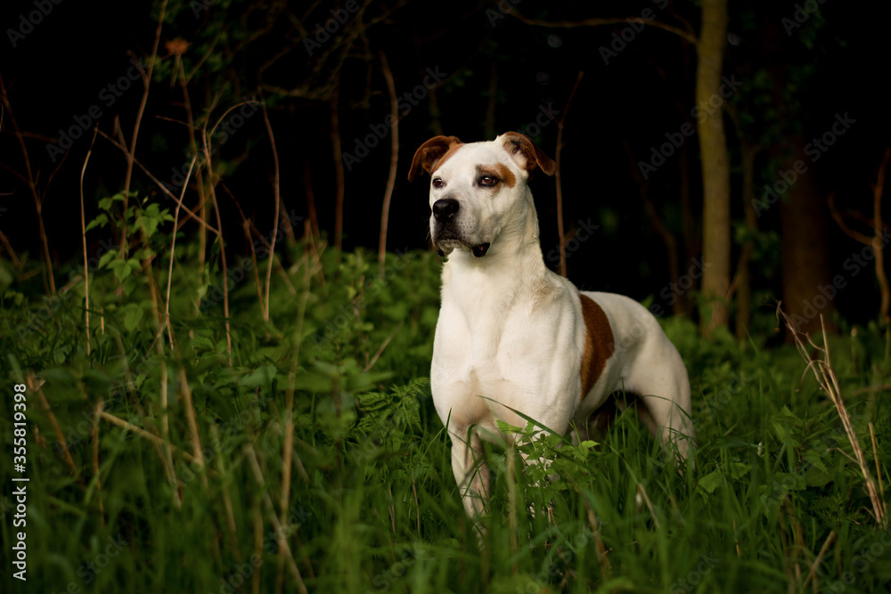 Beautiful dog standing in the forrest. Focused american pitbull terrier in the nature