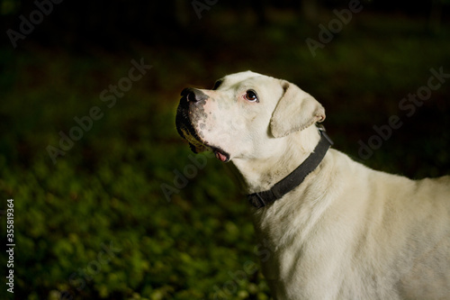 Deaf handicaped dogo argentino portrait in the forest. Dog posing in the nature.