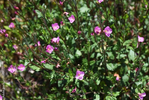 Rose evening primrose is an Onagraceae perennial plant that produces small pink four-petaled flowers on the roadside in summer.