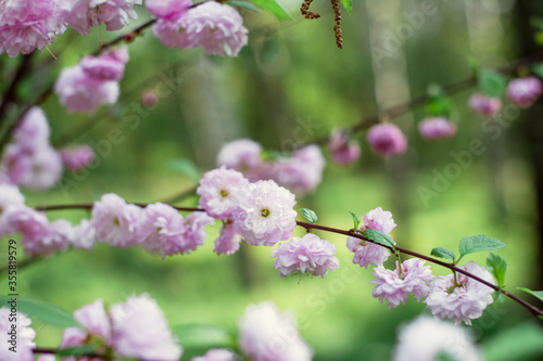 pink flowers on the tree