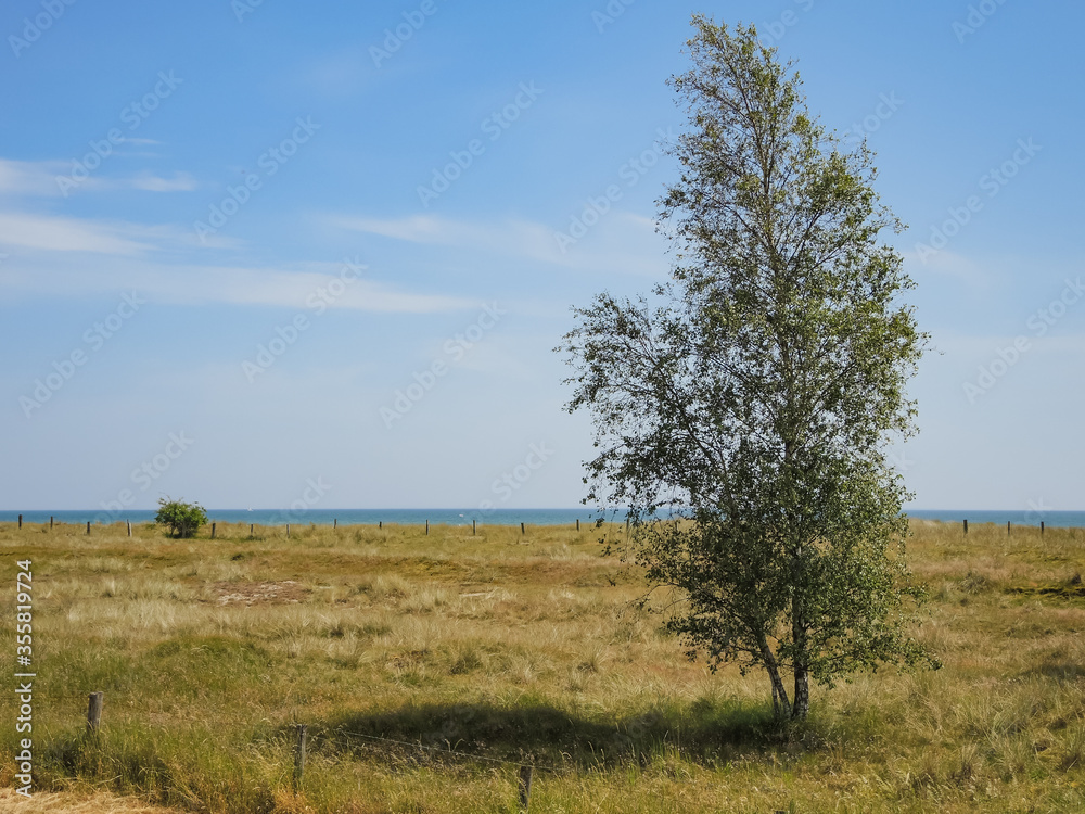 Meadow with trees directly on the German Baltic Sea coast near Grömitz