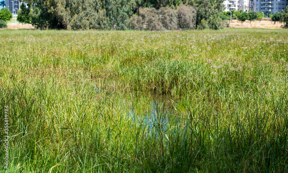 Obraz premium overgrown pond in a city park
