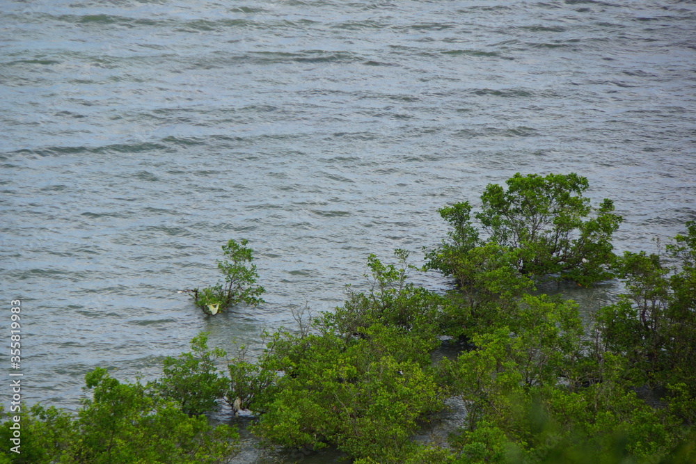 closeup of mangrove at sea, baler aurora PH closeup of mangrove at sea, baler aurora PH