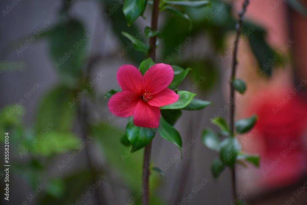 red flower in the garden red flower in the garden