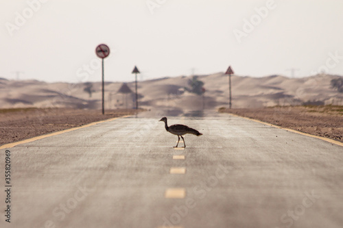 Fotografía Endangered bustard crossing the road in the Dubai desert with sand dunes in back