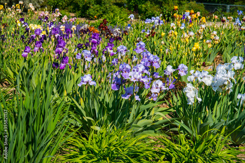 Blooming irises garden in Botanical garden of Prague