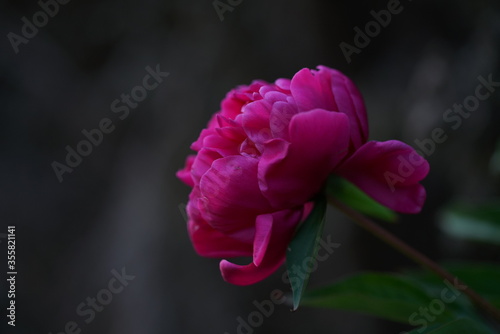 Paeonia Pfingst Rosen in Blüte photo