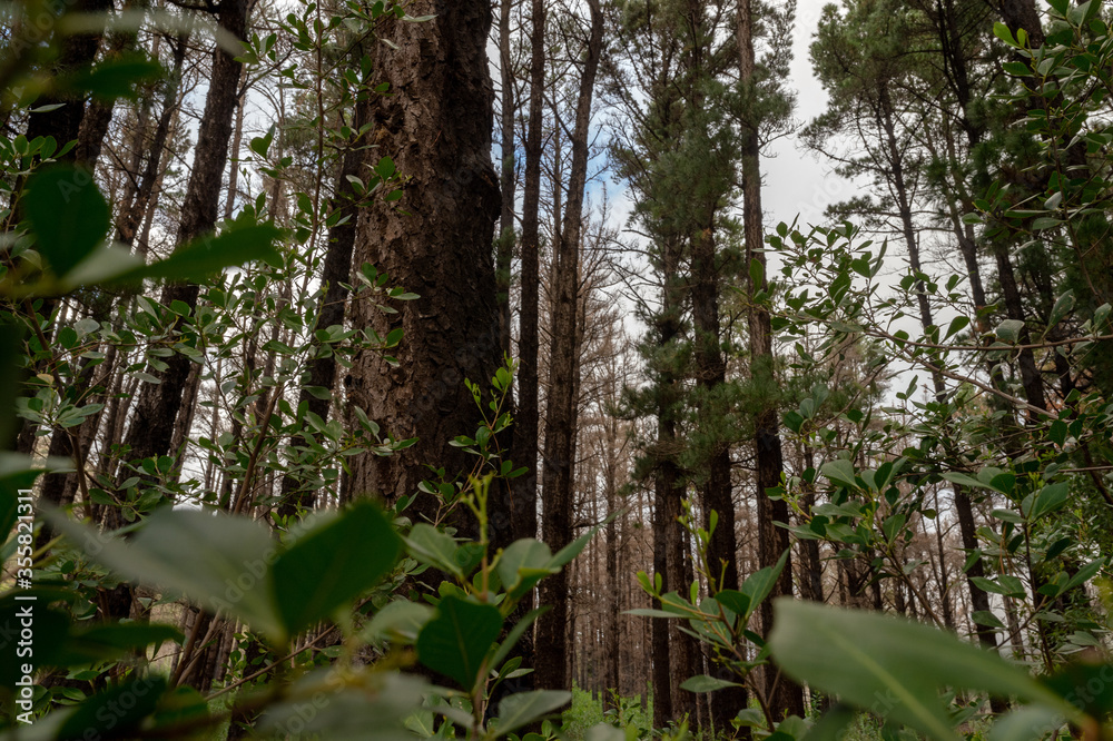 Obraz premium Forest. Cape Town, South Africa.
