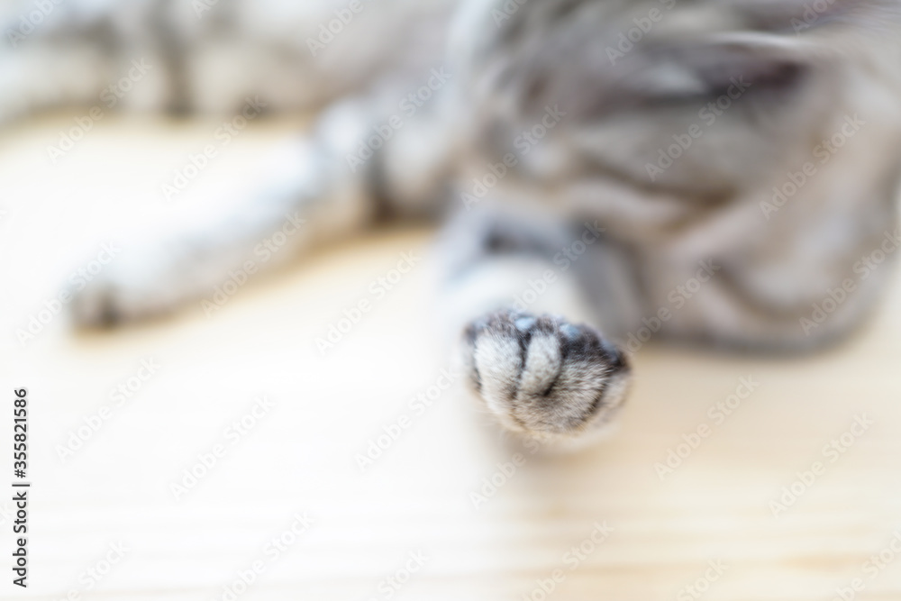 Striped cat's paws Striped cat's paws