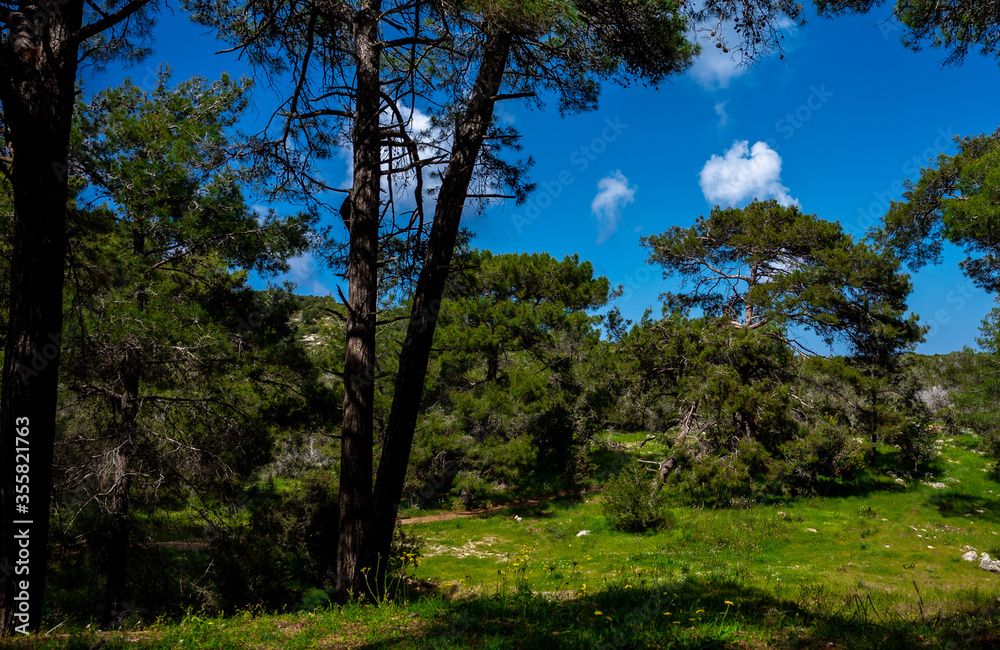 Cedars in the dense forest of the island of Cyprus on a clear summer day.