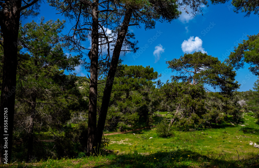 Fototapeta premium Cedars in the dense forest of the island of Cyprus on a clear summer day.